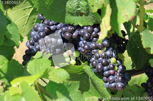 Image of bunch of grapes