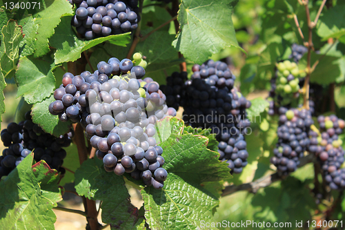 Image of bunch of grapes