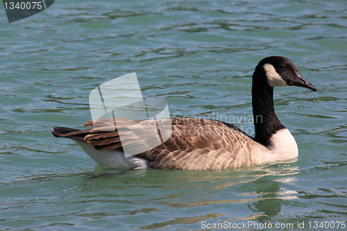 Image of wild geese