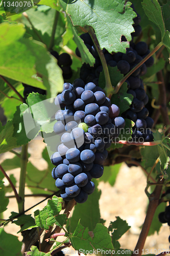 Image of bunch of grapes
