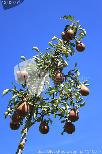 Image of Pear