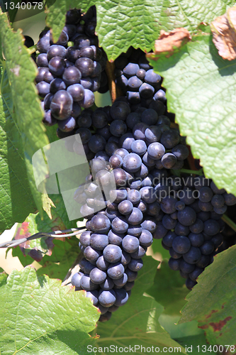 Image of bunch of grapes