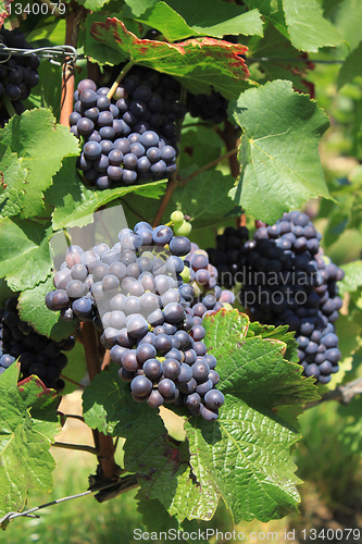 Image of bunch of grapes