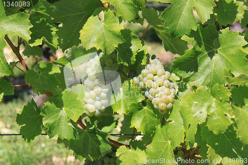 Image of bunch of grapes