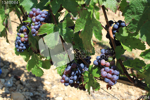 Image of bunch of grapes