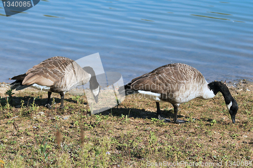 Image of wild geese