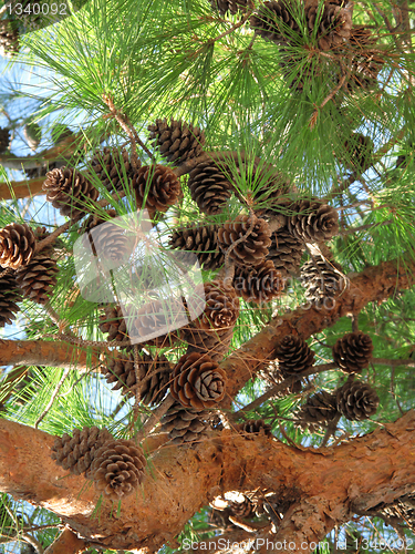 Image of coniferous tree branch with cones