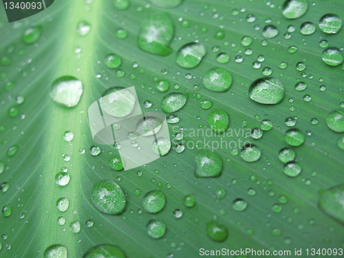 Image of green leaf with water drops