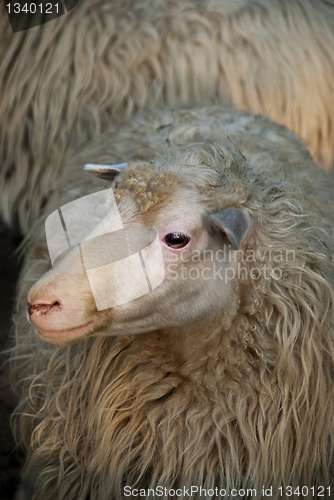 Image of Sheep