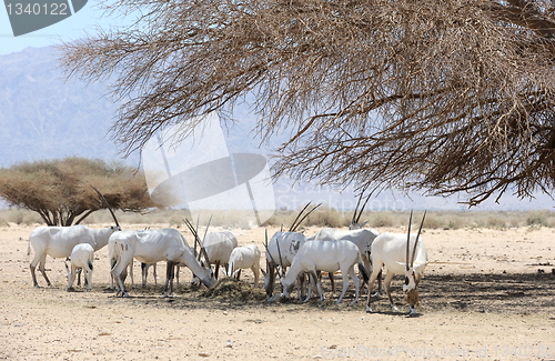 Image of Oryx herd