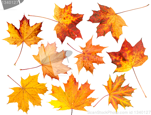 Image of Set of Autumn leaves, isolated.