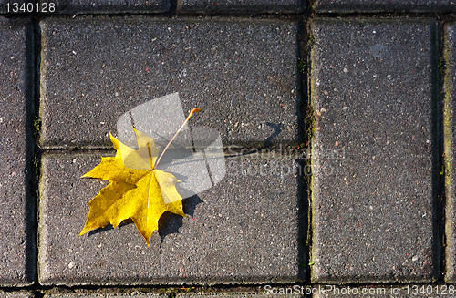 Image of Autumn leaves.