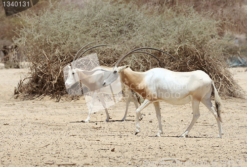 Image of Scimitar Oryx