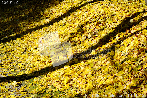 Image of Autumn leaves.