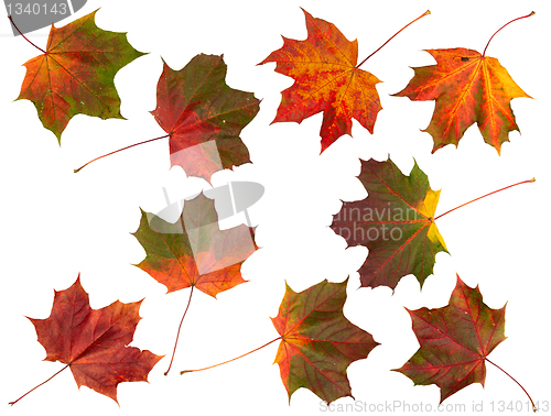Image of Set of Autumn leaves, isolated.