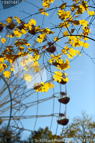 Image of Autumn leaves.