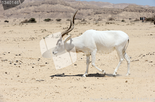 Image of Screwhorn antelope