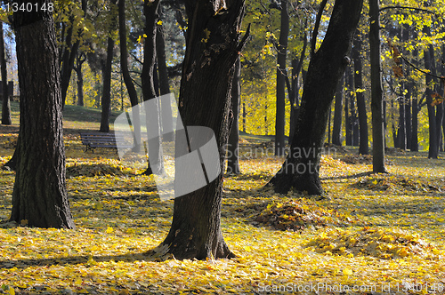 Image of Autumn leaves.