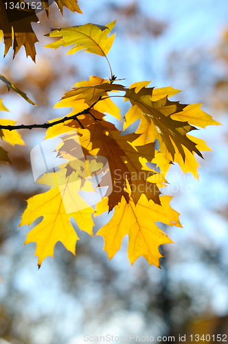 Image of Autumn oak leaves.