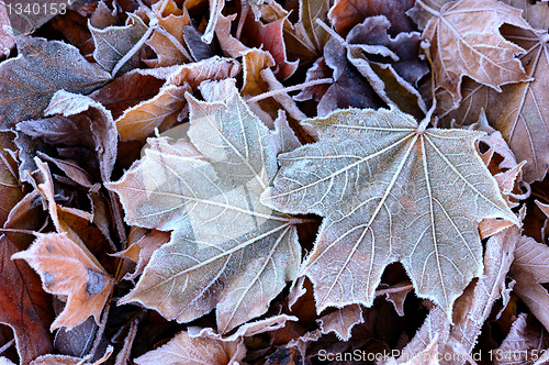 Image of Frost on the fallen leaves