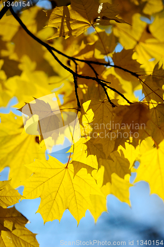 Image of Autumn leaves.