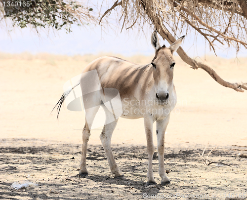 Image of Onager