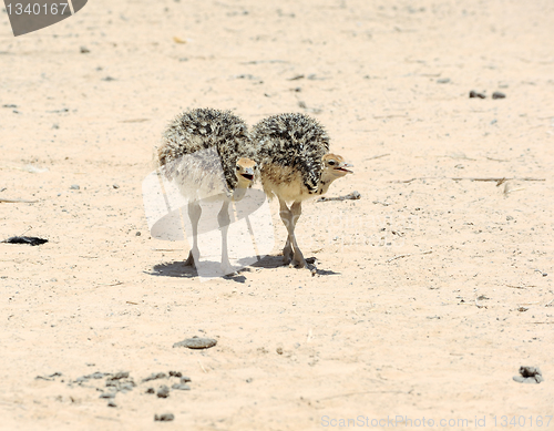 Image of Two african ostrich chick 
