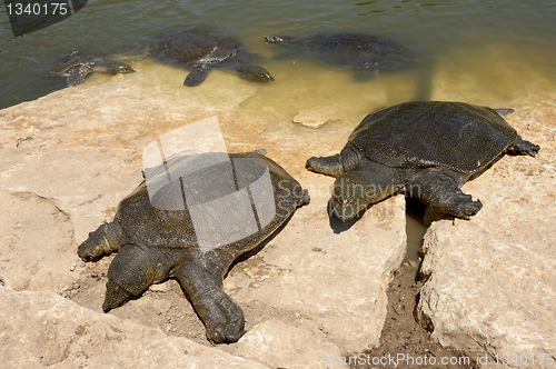 Image of Nile Soft-shelled Turtle (Trionyx triunguis)