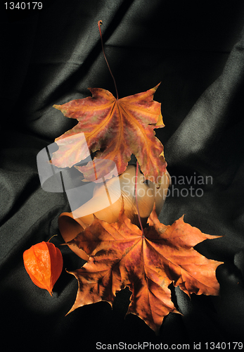 Image of Still life with autumn leaves and phisalis