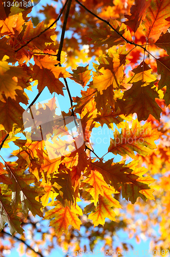 Image of Autumn leaves.