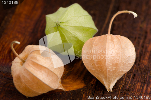 Image of Physalis fruits closeup