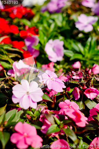 Image of Flowers in garden 