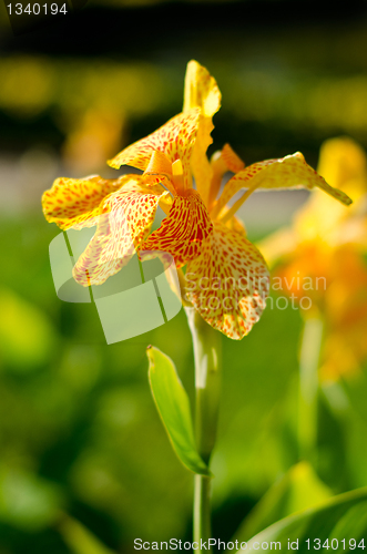 Image of Fresh bright yellow orchid
