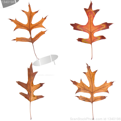 Image of Four fall leaves