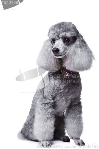 Image of small gray poodle