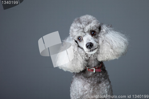 Image of small gray poodle