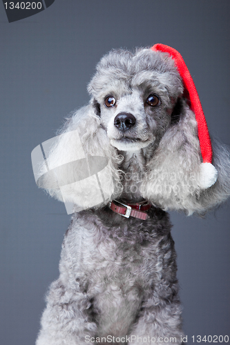 Image of Christmas poodle dog