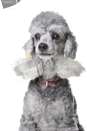 Image of small gray poodle