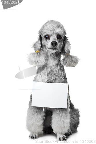 Image of gray poodle dog with tablet for your text