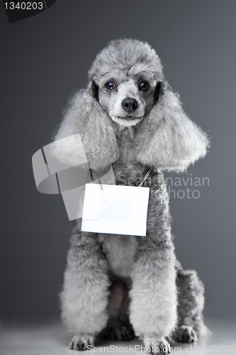 Image of gray poodle dog with tablet for your text