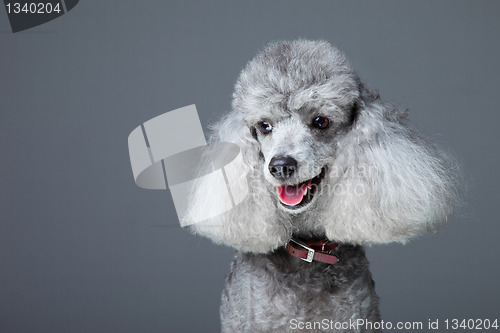 Image of small gray poodle