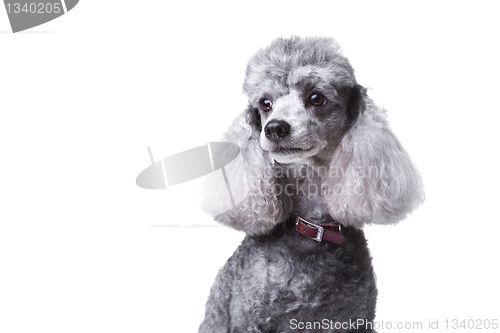 Image of small gray poodle