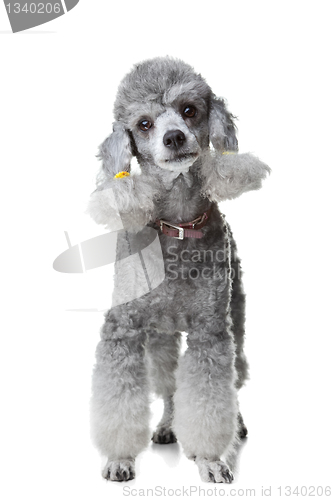 Image of small gray poodle