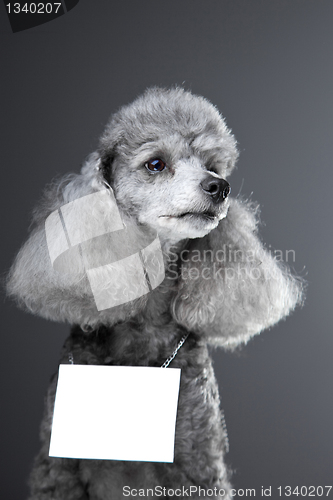 Image of gray poodle dog with tablet for your text