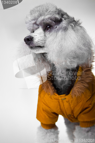 Image of gray poodle with fashionable jacket