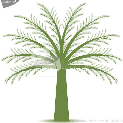 Image of Pine tree
