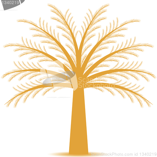 Image of Pine tree
