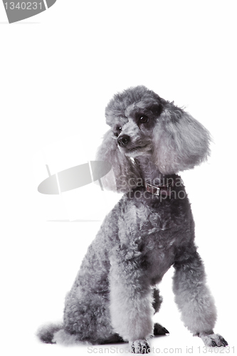 Image of small gray poodle