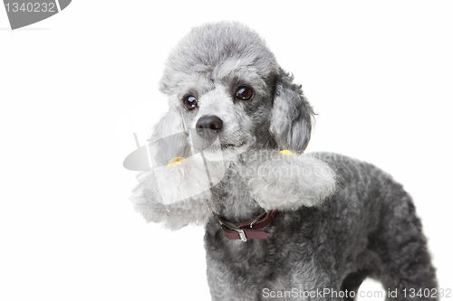 Image of small gray poodle