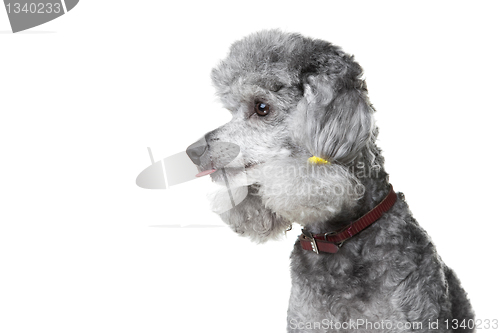 Image of small gray poodle